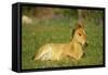 Mustang Wild Horse Colt Rests Among Wildflowers-null-Framed Stretched Canvas