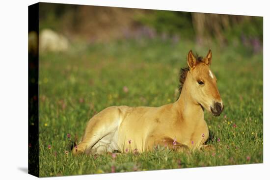 Mustang Wild Horse Colt Rests Among Wildflowers-null-Stretched Canvas