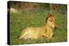 Mustang Wild Horse Colt Rests Among Wildflowers-null-Stretched Canvas
