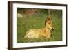 Mustang Wild Horse Colt Rests Among Wildflowers-null-Framed Photographic Print