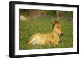 Mustang Wild Horse Colt Rests Among Wildflowers-null-Framed Photographic Print