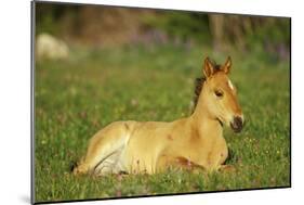 Mustang Wild Horse Colt Rests Among Wildflowers-null-Mounted Photographic Print