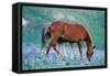 Mustang Wild Horse Colt Stands Where Mother Shoos-null-Framed Stretched Canvas