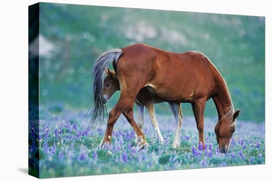 Mustang Wild Horse Colt Stands Where Mother Shoos-null-Stretched Canvas