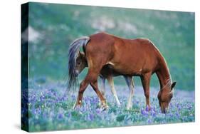 Mustang Wild Horse Colt Stands Where Mother Shoos-null-Stretched Canvas