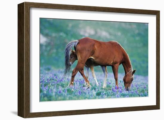 Mustang Wild Horse Colt Stands Where Mother Shoos-null-Framed Photographic Print
