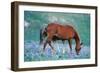 Mustang Wild Horse Colt Stands Where Mother Shoos-null-Framed Photographic Print