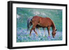 Mustang Wild Horse Colt Stands Where Mother Shoos-null-Framed Photographic Print