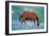 Mustang Wild Horse Colt Stands Where Mother Shoos-null-Framed Photographic Print