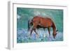 Mustang Wild Horse Colt Stands Where Mother Shoos-null-Framed Photographic Print