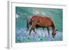 Mustang Wild Horse Colt Stands Where Mother Shoos-null-Framed Photographic Print