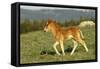 Mustang Wild Horse Colt Walks Through Meadow-null-Framed Stretched Canvas