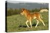 Mustang Wild Horse Colt Walks Through Meadow-null-Stretched Canvas