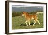 Mustang Wild Horse Colt Walks Through Meadow-null-Framed Photographic Print