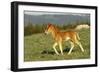 Mustang Wild Horse Colt Walks Through Meadow-null-Framed Photographic Print