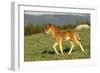 Mustang Wild Horse Colt Walks Through Meadow-null-Framed Photographic Print