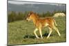 Mustang Wild Horse Colt Walks Through Meadow-null-Mounted Photographic Print