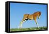 Mustang Wild Horse Colt-null-Framed Stretched Canvas