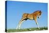 Mustang Wild Horse Colt-null-Stretched Canvas