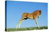 Mustang Wild Horse Colt-null-Stretched Canvas