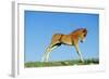 Mustang Wild Horse Colt-null-Framed Photographic Print