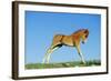 Mustang Wild Horse Colt-null-Framed Photographic Print