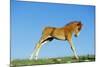 Mustang Wild Horse Colt-null-Mounted Photographic Print