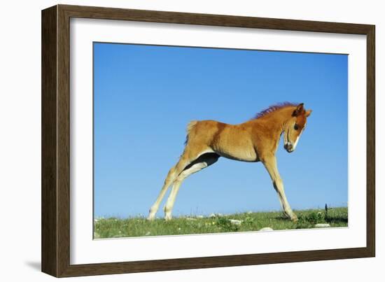 Mustang Wild Horse Colt-null-Framed Photographic Print