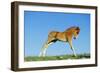 Mustang Wild Horse Colt-null-Framed Photographic Print