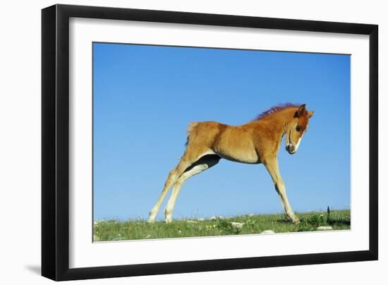 Mustang Wild Horse Colt-null-Framed Photographic Print