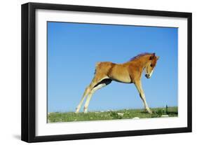 Mustang Wild Horse Colt-null-Framed Photographic Print