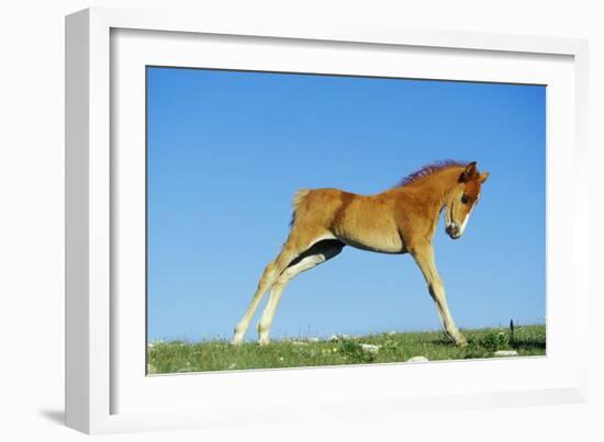 Mustang Wild Horse Colt-null-Framed Photographic Print