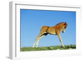 Mustang Wild Horse Colt-null-Framed Photographic Print