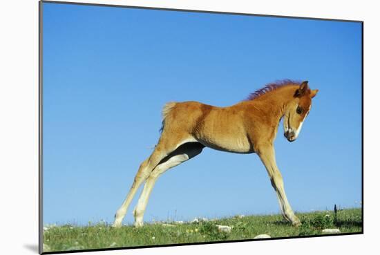 Mustang Wild Horse Colt-null-Mounted Photographic Print