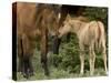 Mustang / Wild Horse Filly Nosing Stallion, Montana, USA Pryor Mountains Hma-Carol Walker-Stretched Canvas