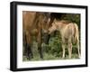 Mustang / Wild Horse Filly Nosing Stallion, Montana, USA Pryor Mountains Hma-Carol Walker-Framed Photographic Print