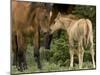 Mustang / Wild Horse Filly Nosing Stallion, Montana, USA Pryor Mountains Hma-Carol Walker-Mounted Photographic Print