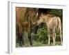 Mustang / Wild Horse Filly Nosing Stallion, Montana, USA Pryor Mountains Hma-Carol Walker-Framed Photographic Print