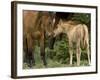 Mustang / Wild Horse Filly Nosing Stallion, Montana, USA Pryor Mountains Hma-Carol Walker-Framed Photographic Print