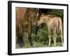 Mustang / Wild Horse Filly Nosing Stallion, Montana, USA Pryor Mountains Hma-Carol Walker-Framed Photographic Print