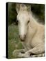Mustang / Wild Horse Filly Portrait, Montana, USA Pryor Mountains Hma-Carol Walker-Stretched Canvas