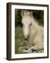 Mustang / Wild Horse Filly Portrait, Montana, USA Pryor Mountains Hma-Carol Walker-Framed Photographic Print