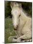 Mustang / Wild Horse Filly Portrait, Montana, USA Pryor Mountains Hma-Carol Walker-Mounted Photographic Print