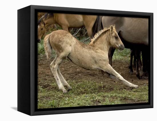 Mustang / Wild Horse Filly Stretching, Montana, USA Pryor Mountains Hma-Carol Walker-Framed Stretched Canvas