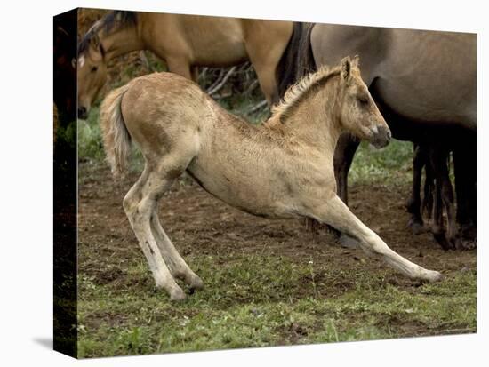 Mustang / Wild Horse Filly Stretching, Montana, USA Pryor Mountains Hma-Carol Walker-Stretched Canvas