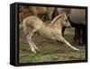 Mustang / Wild Horse Filly Stretching, Montana, USA Pryor Mountains Hma-Carol Walker-Framed Stretched Canvas