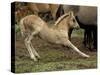 Mustang / Wild Horse Filly Stretching, Montana, USA Pryor Mountains Hma-Carol Walker-Stretched Canvas