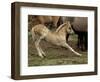 Mustang / Wild Horse Filly Stretching, Montana, USA Pryor Mountains Hma-Carol Walker-Framed Premium Photographic Print