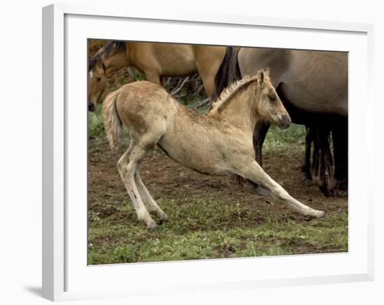 Mustang / Wild Horse Filly Stretching, Montana, USA Pryor Mountains Hma-Carol Walker-Framed Photographic Print