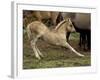 Mustang / Wild Horse Filly Stretching, Montana, USA Pryor Mountains Hma-Carol Walker-Framed Photographic Print
